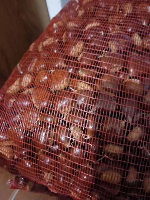 Vendo castanha martainha