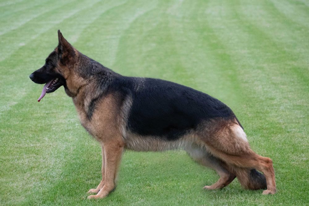 Owczarek Niemiecki suczka szczeniak ZKwP FCI po Zwycięzcy SG1 Słowacji