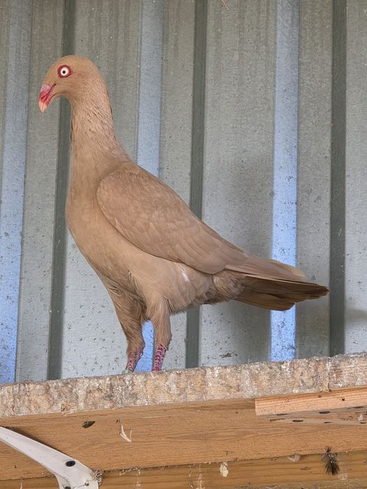 Żółte dunskie lotne