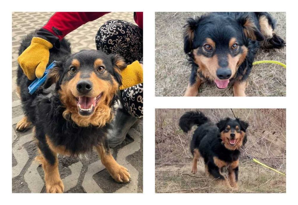 Stefanek-Pies ideał czeka na nowy dom