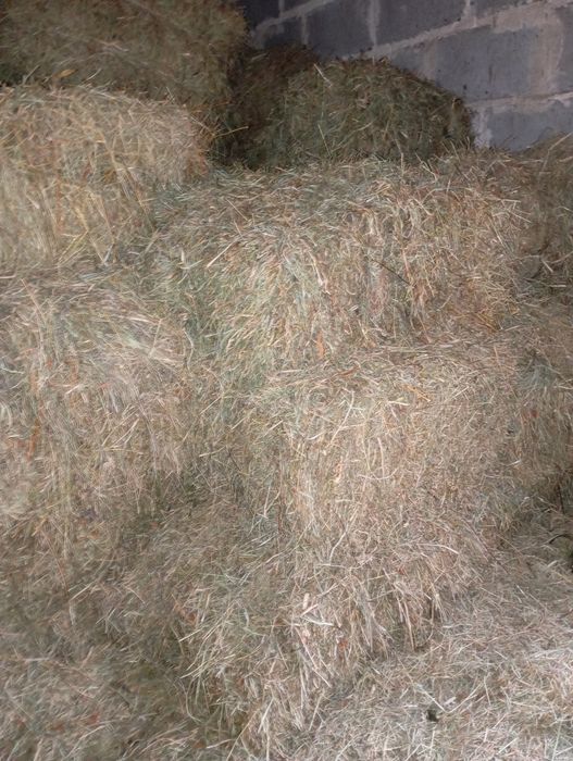 Sprzedam słomę w kostkach, siano w kostkach i żyto