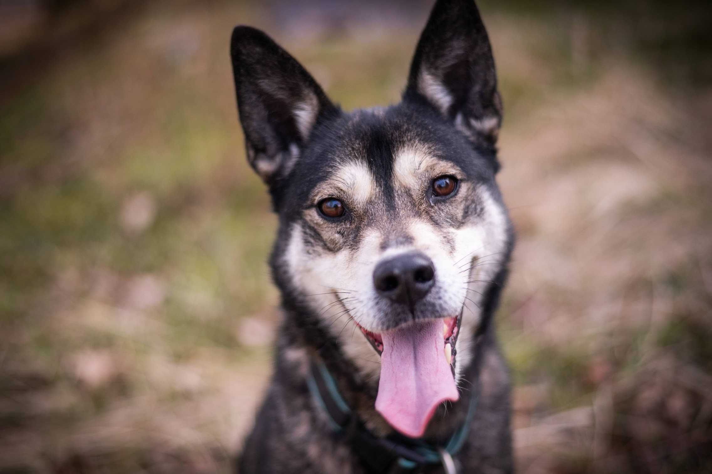 Piękna kochająca HELA w typie husky czeka na dom!