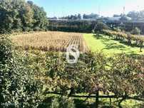 Terreno em Ferreira