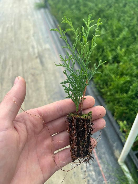 Туя смарагд в касеті опт