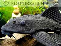 Glonojad plekostomus - Hypostomus plecostomus - dowóz, wysyłka