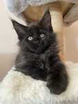Macho Maine Coon - Preto (com LOP)