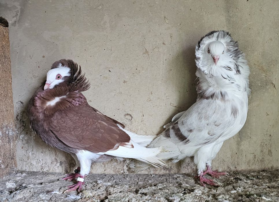 Kapucyn, kapunyny, gołębie, samiec,