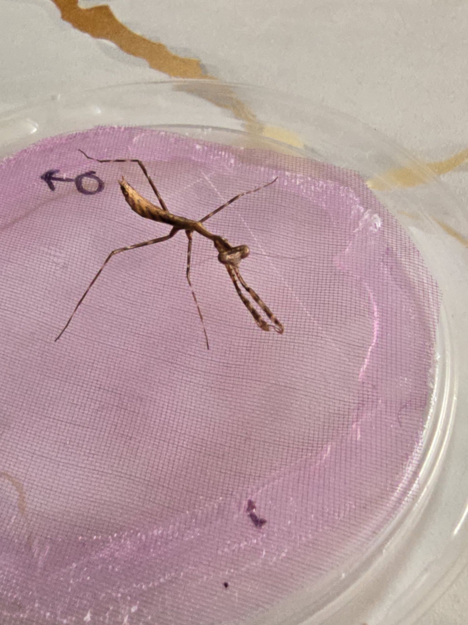 Modliszki - Pseudoempusa Pinnapavonis