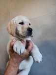 Labrador Retriever szczenie Wspaniałej Budowy Po ojcu pochodzenia FCI