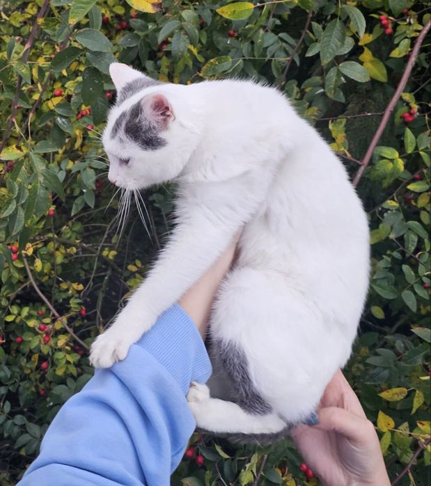 Кішечка віком 7 місяців