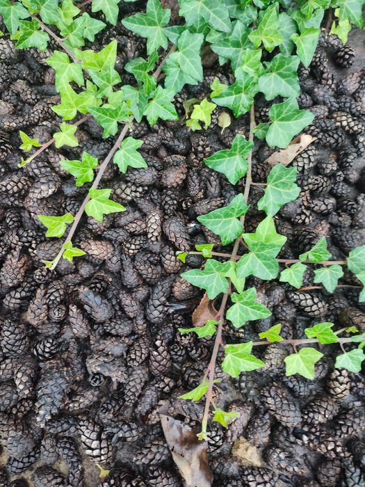 Плющ вічнозелений ліана