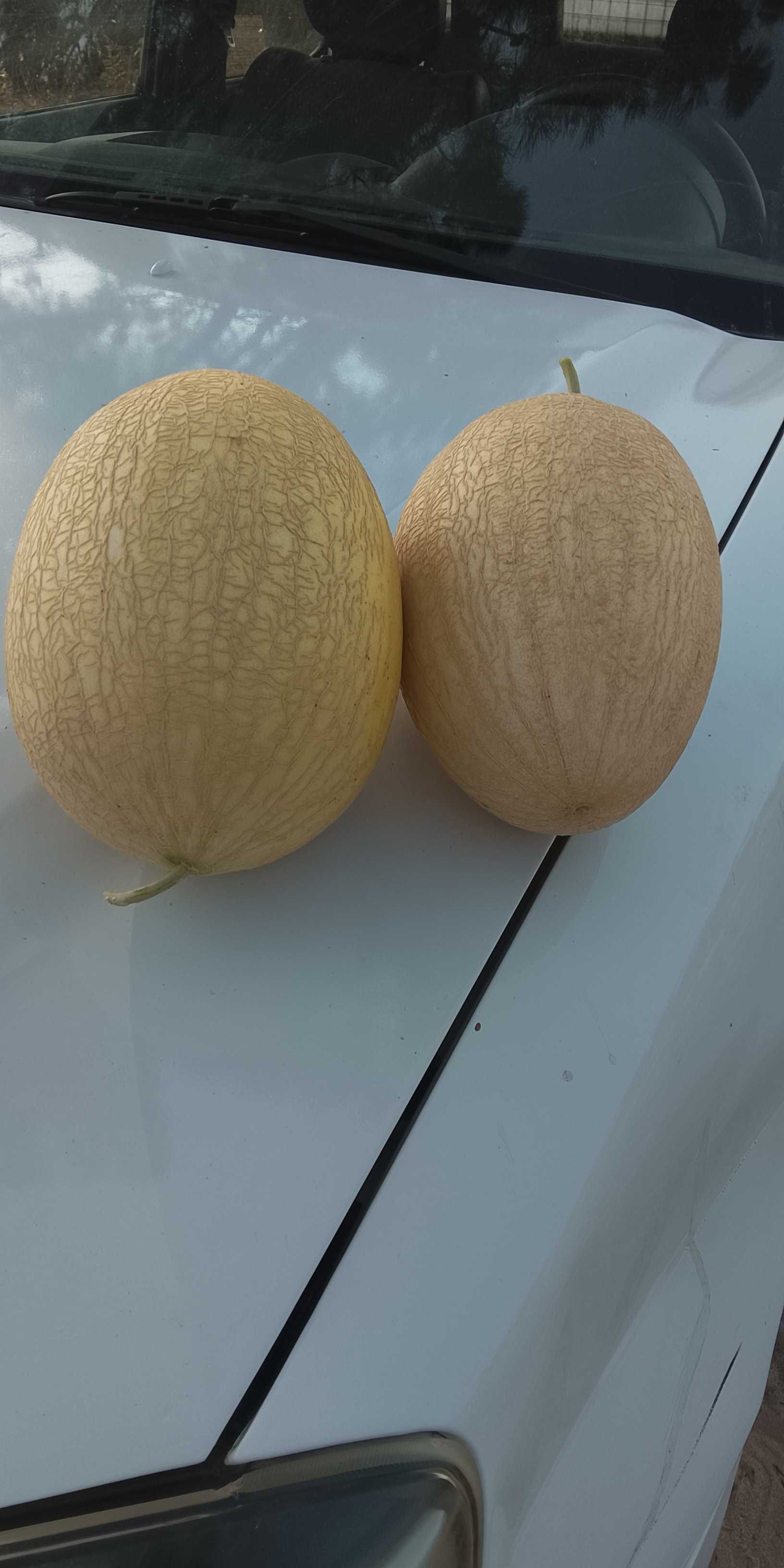 Melão branco pias
