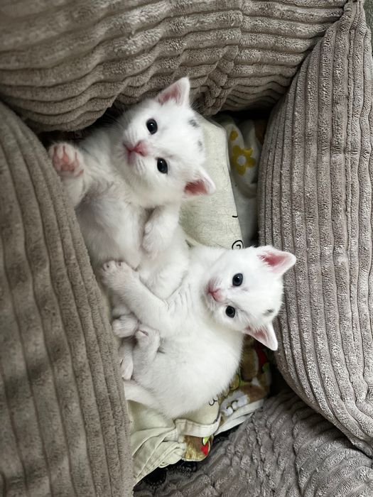 Віддаю двох кішечок