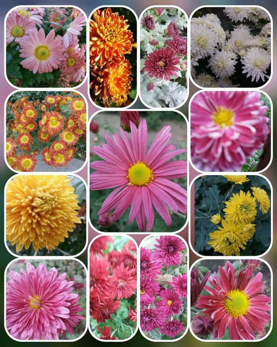 Квіти, багаторічні