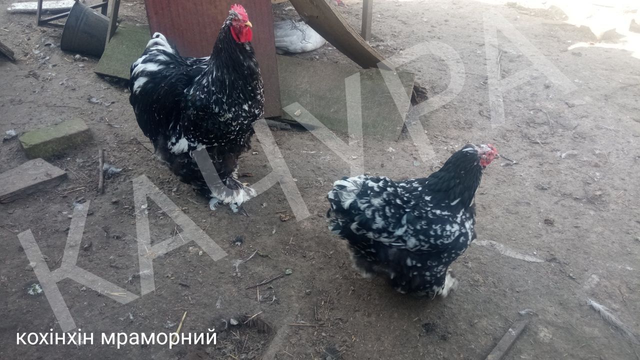 Кохінхін мраморний, інкубаційні яйця