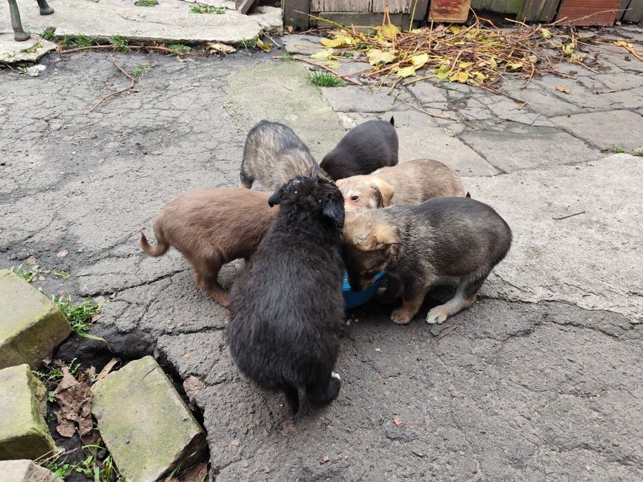 Цуценят в родину