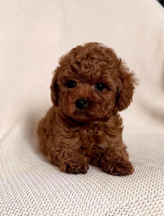 Той пудель  рэд браун