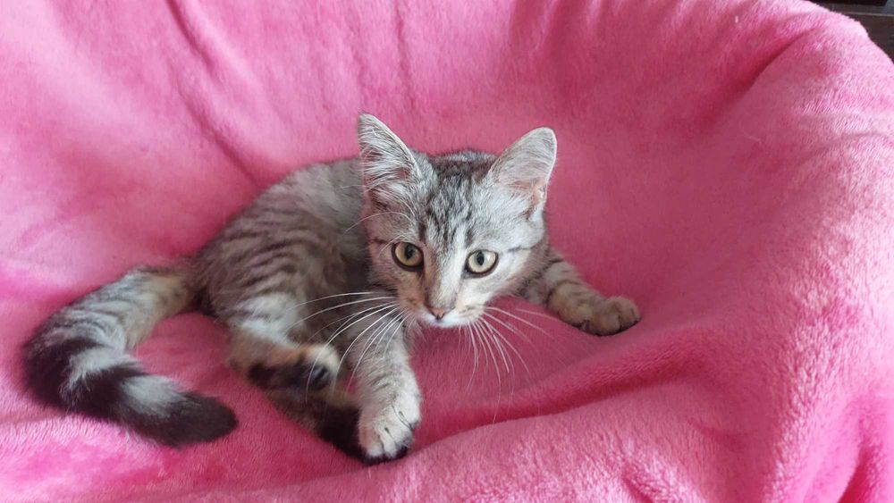 Гарна дівчинка шукає дім