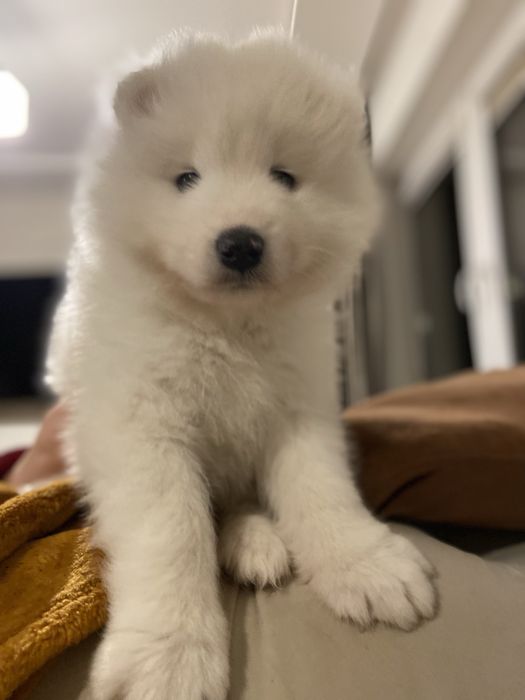 Samojed piesek gotowy do odbioru