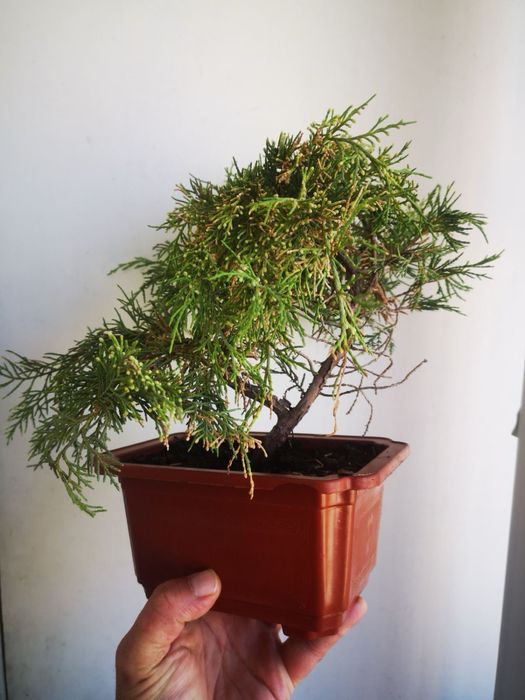 Дерево Бонсай. Живе дерево. Ручна робота. Міні дерево. Подарунок