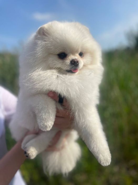 Вязка. Померанский шпиц.