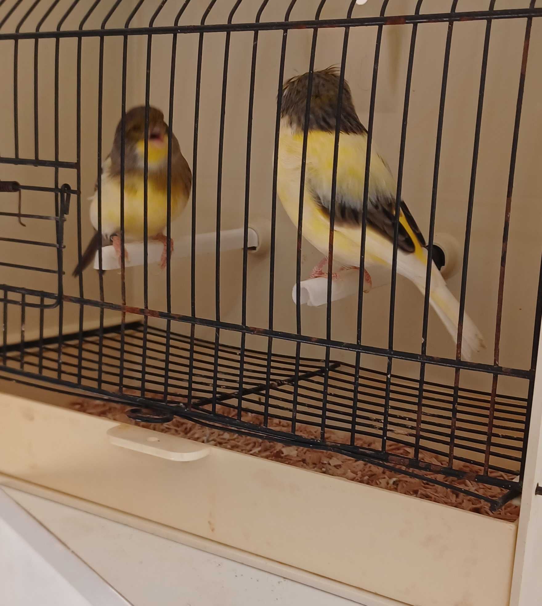 Casal de Gloster