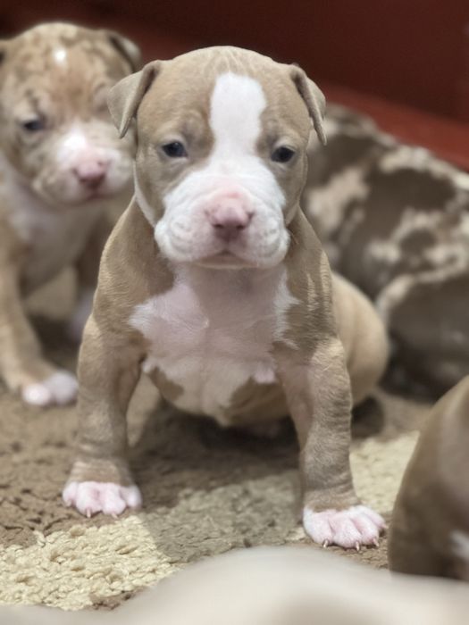 American Bully XL ABKC suczka