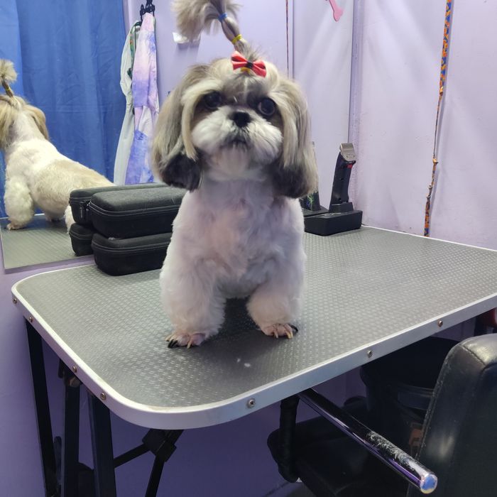 грумінг стрижка собак