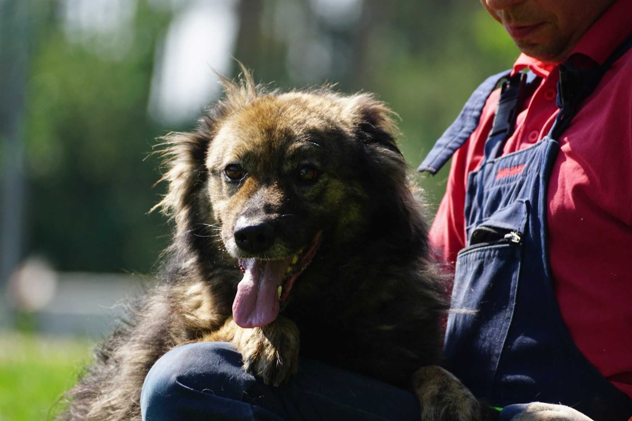 Loki-do adopcji schronisko Jasionka