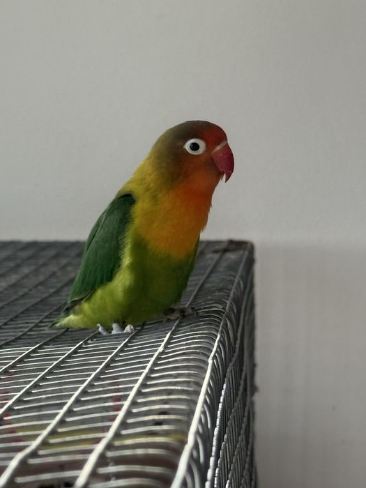 Vendo casal de Fischers