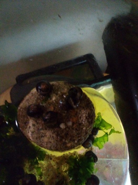 Caramujos / caracóis lindíssimos