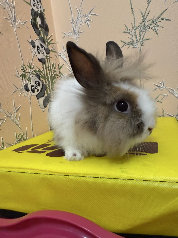 Кролик декоративний
