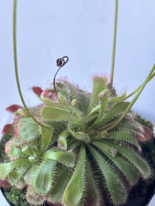 Roślina owadożerna rosiczka Alicji Drosera Aliciae