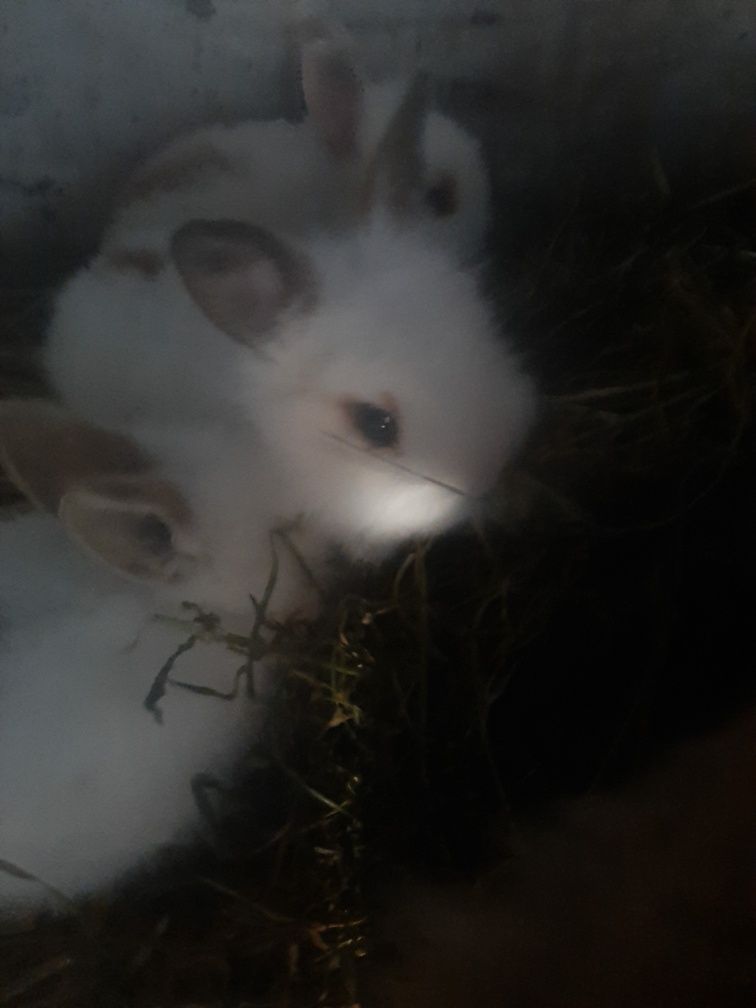 Карликовые кролики ( маленькие комочки счастья)