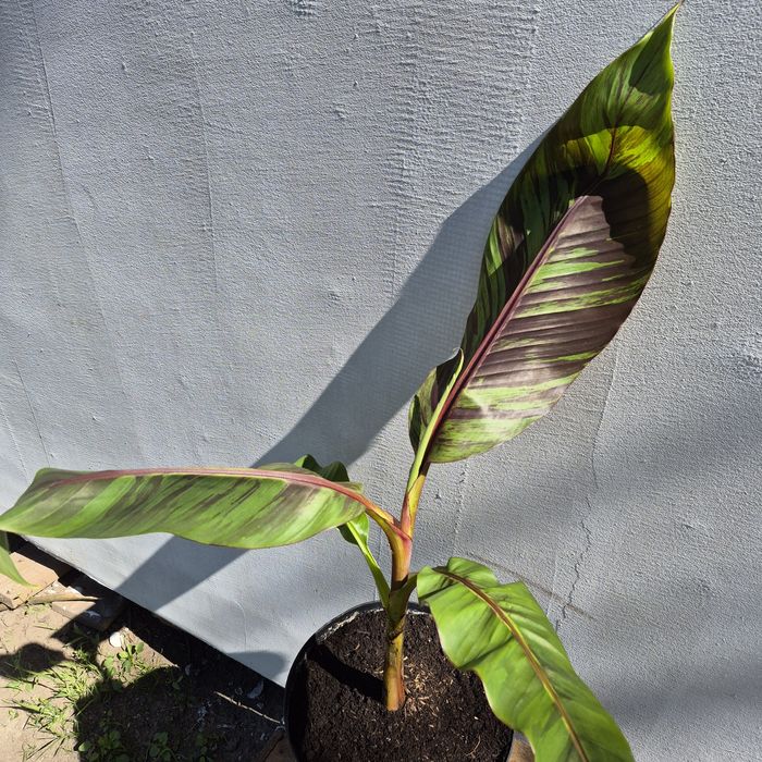 Banan Musa Basjo Bananowiec