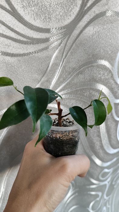 Продам Фикус  Вианди