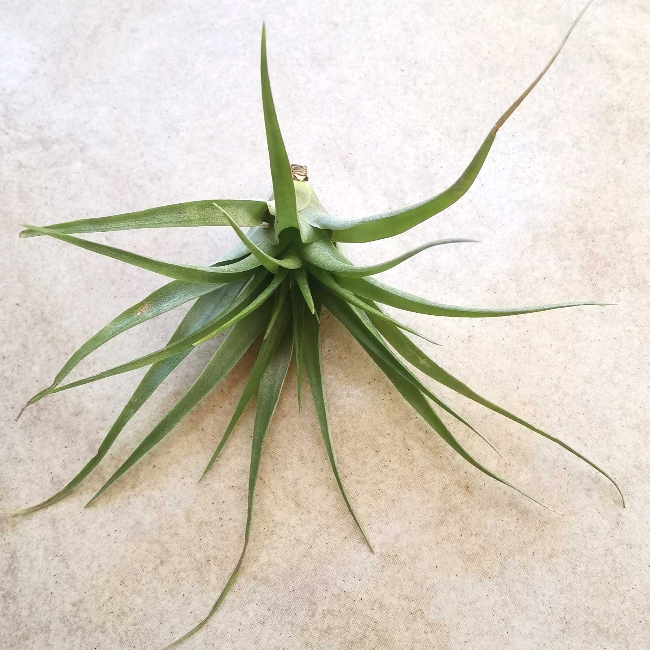 Tillandsia brachycaulos 13 cm