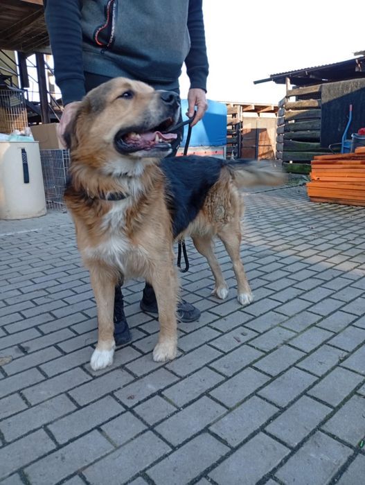 Cudny duży młody kochany pies do adopcji.