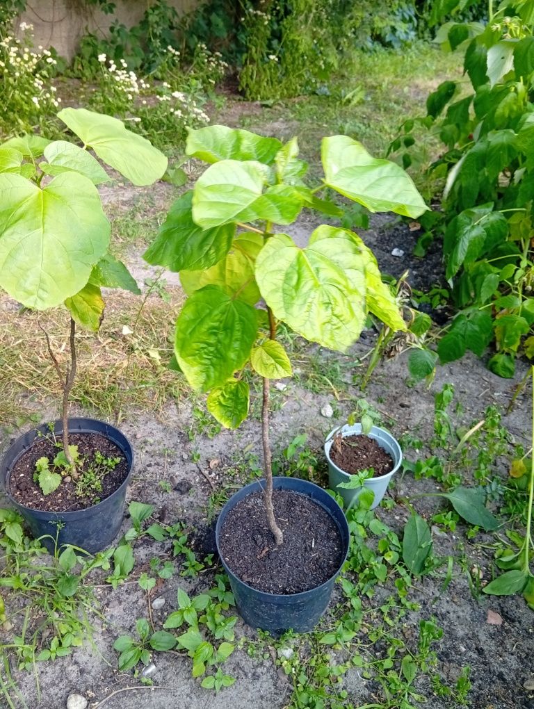 Katalpa 30-40 cm z nasion