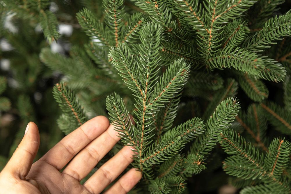 Віденська зелена лита ялинка преміум якості Сіга Груп Ёлка