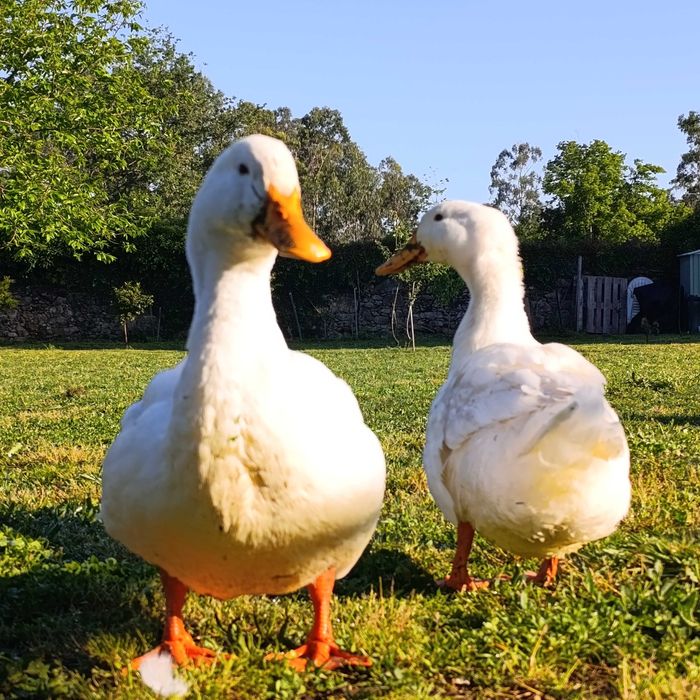 Pato adulto macho