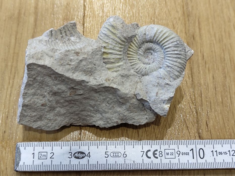 Kolekcja cztery Amonity z Jury w tym dwa na naturalnej podstawie