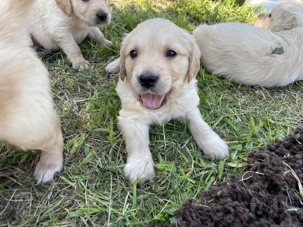 Szczeniak Golden Retriever