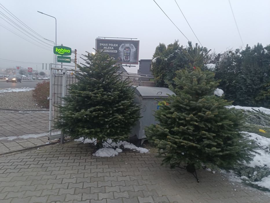 Jodła kaukaska ,choinka gatunek premium , transport