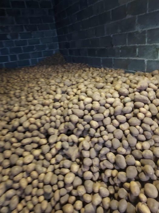 Ziemniak jadalny Soraya