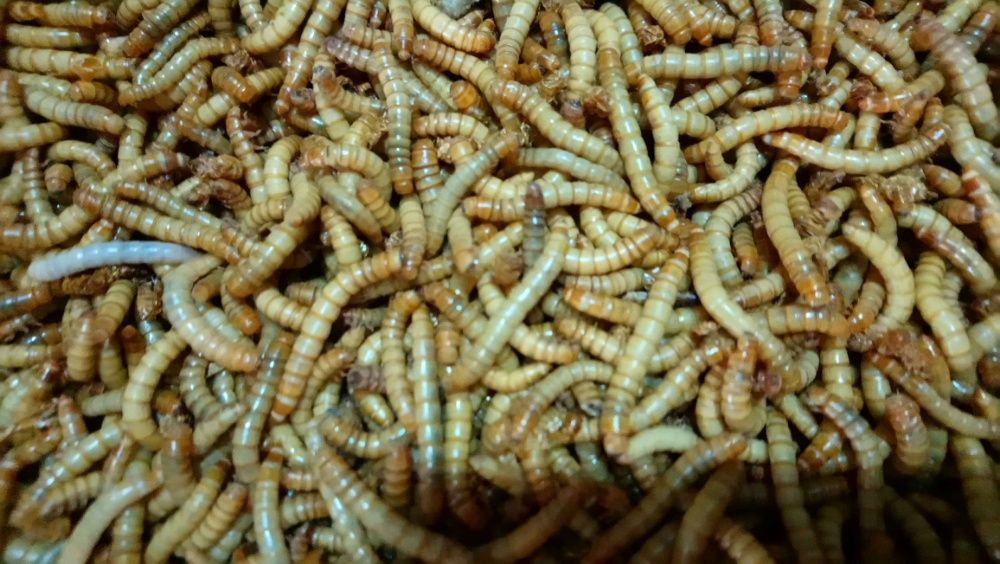 Baratas Argentina Adultas (Blapticas dubias)