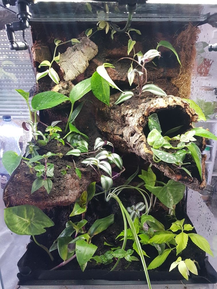 Terrarium tropikalne gekon jaszczurka