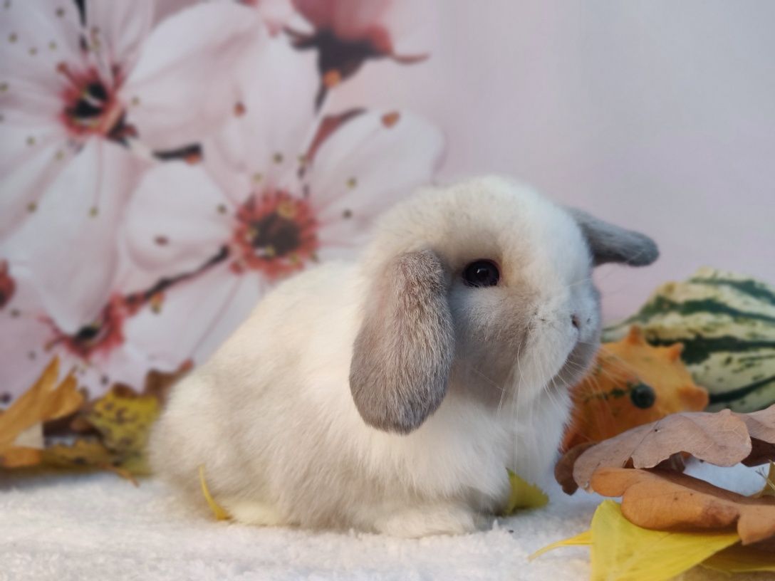 Króliczki domowe Mini Lop.