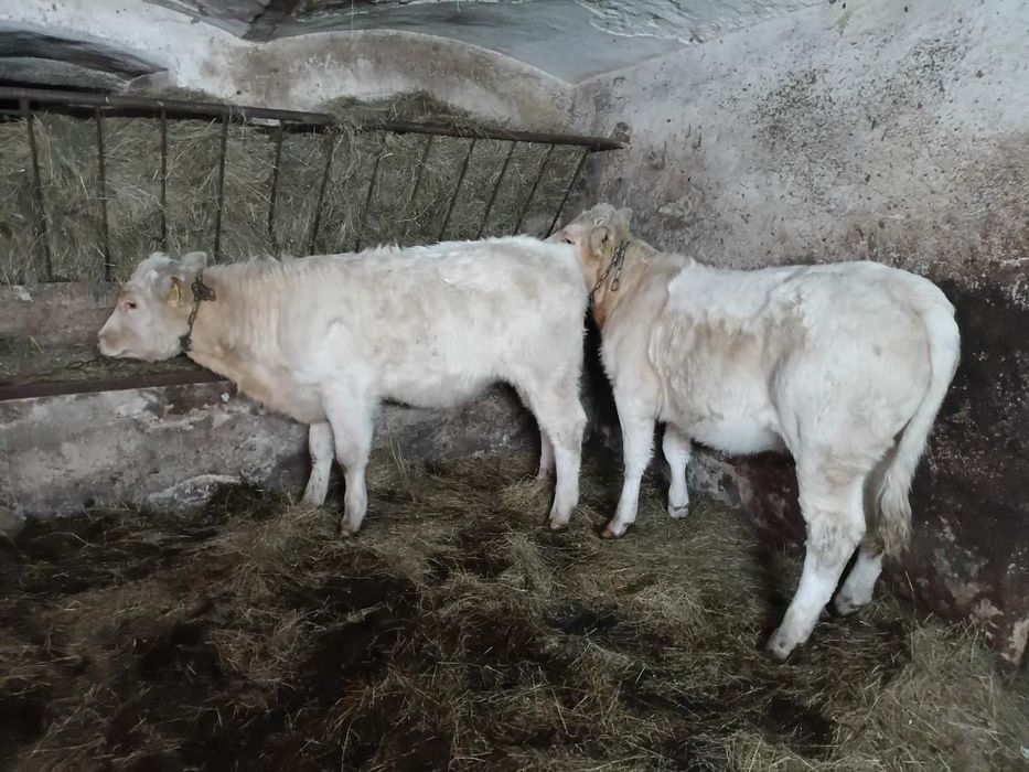 Jałówki mięsne dwie