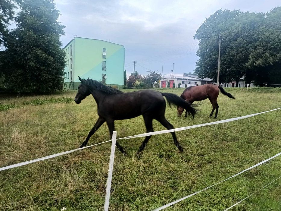 Kara klacz młopolska
